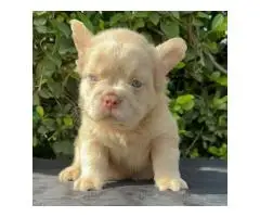 French bulldog puppies for adoption - 5