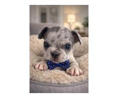 French bulldog puppies for adoption - 6