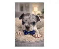 French bulldog puppies for adoption - 6