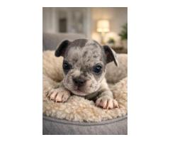 French bulldog puppies for adoption - 7
