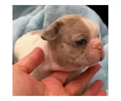 French bulldog puppies for adoption - 8