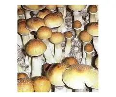 Huautla Mushroom Spores Rare Research Specimens