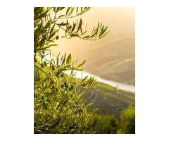 Wine Tour Around the Douro Valley with Transport Across Portugal