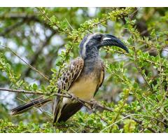 Tanzania Birding Tours