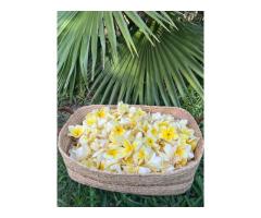 Maui Honeymoon Airport Greeting - Plumeria Lei Greetings