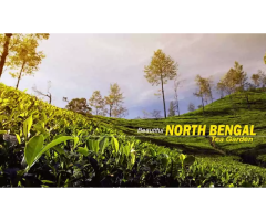 North Bengal Tour Packages A Journey Through Nature s Finest Destinations - 2