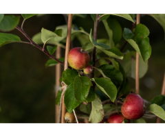 Wholesale Bamboo for Plant Support - Vantidebamboo