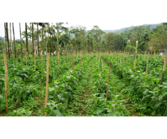 Wholesale Bamboo for Plant Support - Vantidebamboo - 2