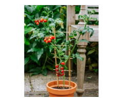 Wholesale Bamboo for Plant Support - Vantidebamboo - 3