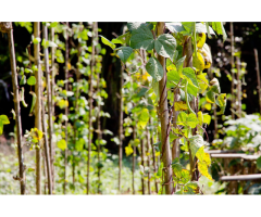 Wholesale Bamboo for Plant Support - Vantidebamboo - 4