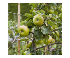 Wholesale Bamboo for Plant Support - Vantidebamboo - 5