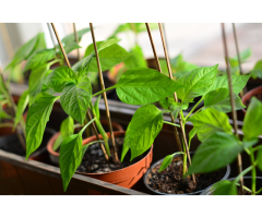 Wholesale Bamboo for Plant Support - Vantidebamboo - 6