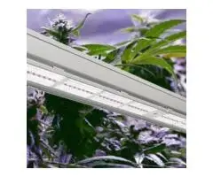 Best Lights For Growing Cannabis