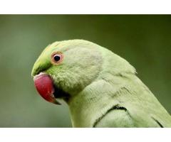 Cape Parrot for Sale - Exotic, Healthy and Hand-Raised