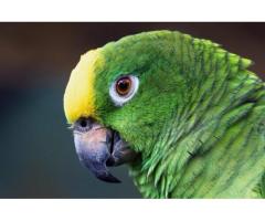 Cape Parrot for Sale - Exotic, Healthy and Hand-Raised - 2