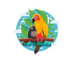 Cape Parrot for Sale - Exotic, Healthy and Hand-Raised - 4