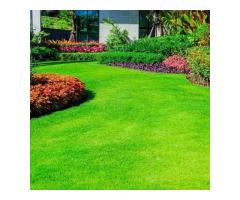 Natural Grass Distributor in Delhi for Fresh and Lush Green Spaces