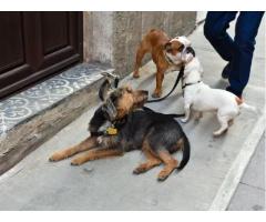 Quality Pet Care Services Kirkwood with Personalized Attention