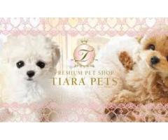 TIARA PETS - Premium Japan Puppies