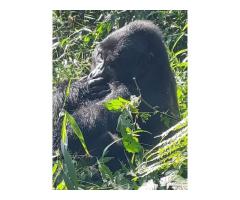 Murchison Falls wildlife safari in Uganda