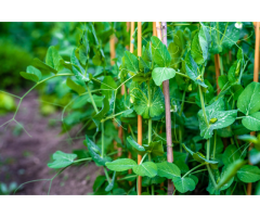 Fiberglass Plant Stakes Wholesale - Vantidebamboo - 2