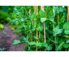Fiberglass Plant Stakes Wholesale - Vantidebamboo - 2