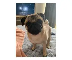 Dog for SALE - 4