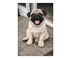 Dog for SALE - 5