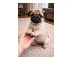 Dog for SALE - 7