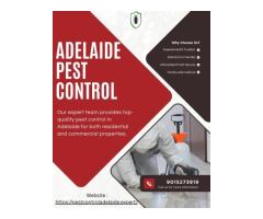 Termite Inspections Adelaide Keep Your Home Safe & Protected