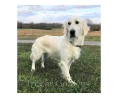 Golden Retriever Puppies for Sale in TN Relaxed, Friendly, and Easy to Handle