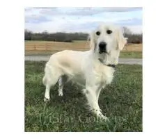 Golden Retriever Puppies for Sale in TN Relaxed, Friendly, and Easy to Handle