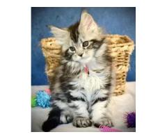 Maine Coon A Calm, Loyal Companion for Everyday Life