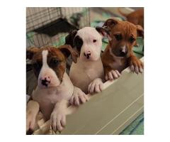 Free pet for rehome