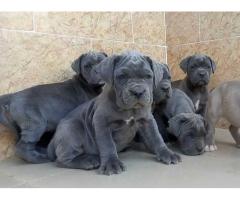 Free pet for rehome - 3
