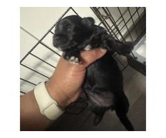 Free pet for rehome - 4