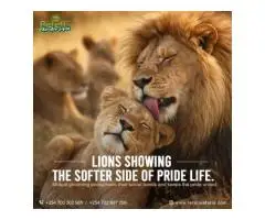 Kenya Tanzania Tour Packages from India Tanzania Safari Packages from India
