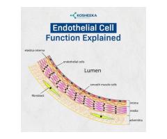 Endothelial Cell Function Explained