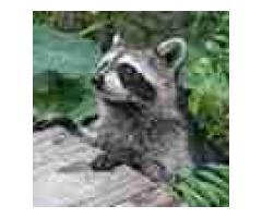 Rodent Control in Barrie by Simcoe Muskoka Wildlife Removal