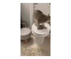 Easy pet care with toilet training kit for cats