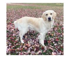Golden Retriever Tennessee - Champion-Bred AKC Puppies at TriStar Goldens