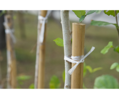Bamboo Canes Bulk Bundle - Vantidebamboo - 4