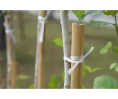 Bamboo Canes Bulk Bundle - Vantidebamboo - 4