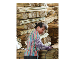 Bamboo Canes Bulk Bundle - Vantidebamboo - 6