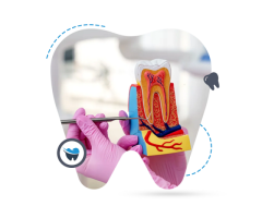 Trusted Root Canal Specialist in Perth Gentle & Affordable Dental Care