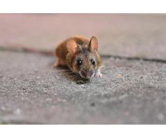 Rat removal in Melbourne