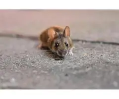 Rat removal in Melbourne