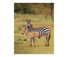 Affordable Kilimanjaro climbing tour in Tanzania