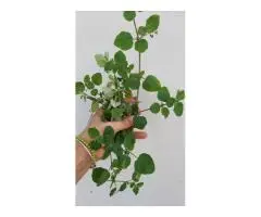 The Best Spiritual Powerful Herbalist In Nigeria - 5