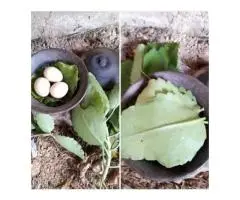 The Best Spiritual Powerful Herbalist In Nigeria - 8